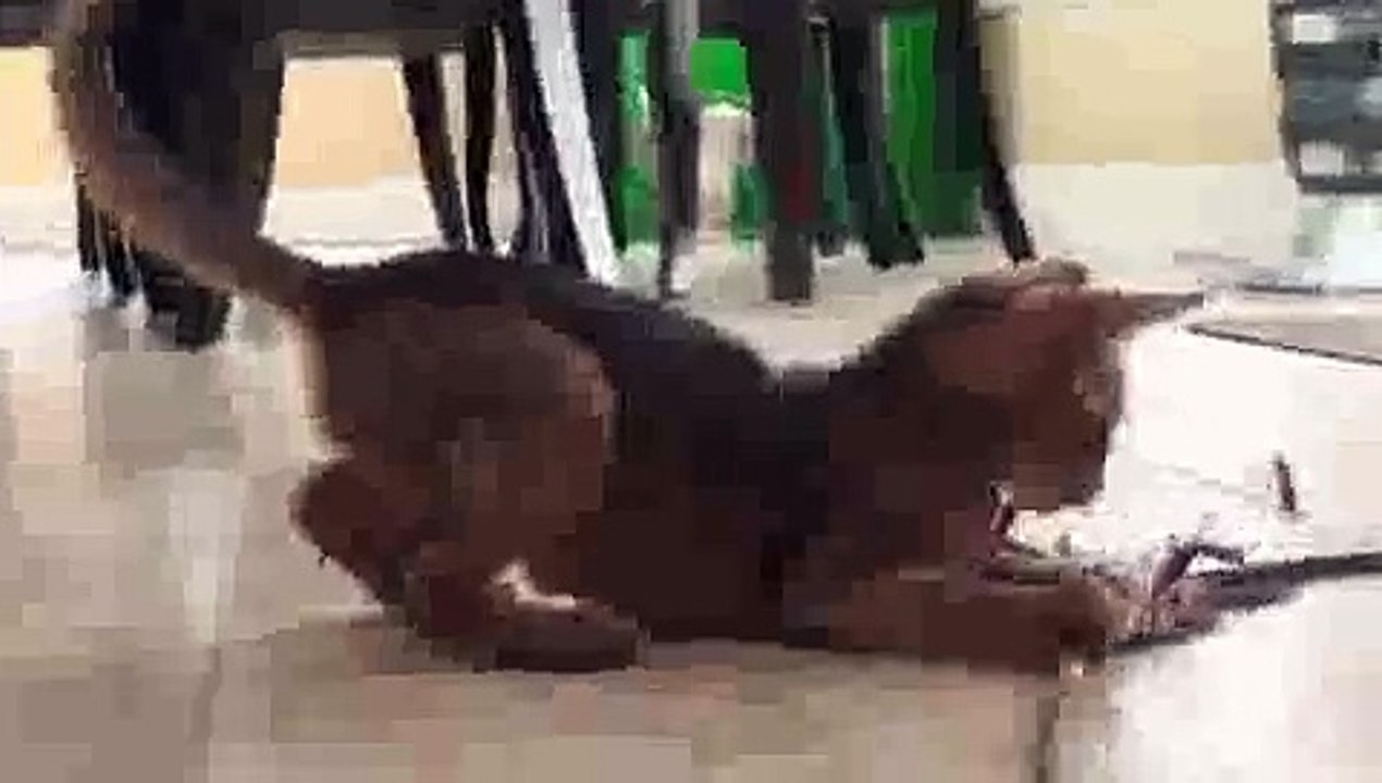 Abyssinian Kitten Fun!