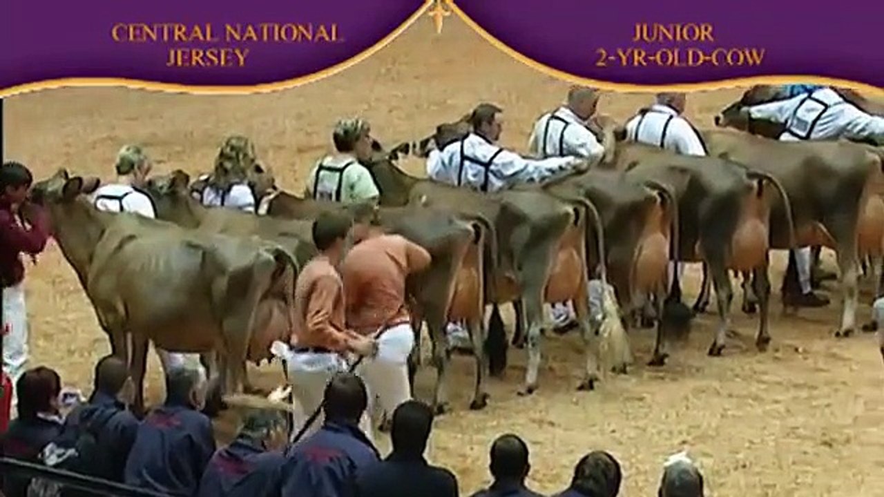 Jersey Junior Two-Year-Old Cow