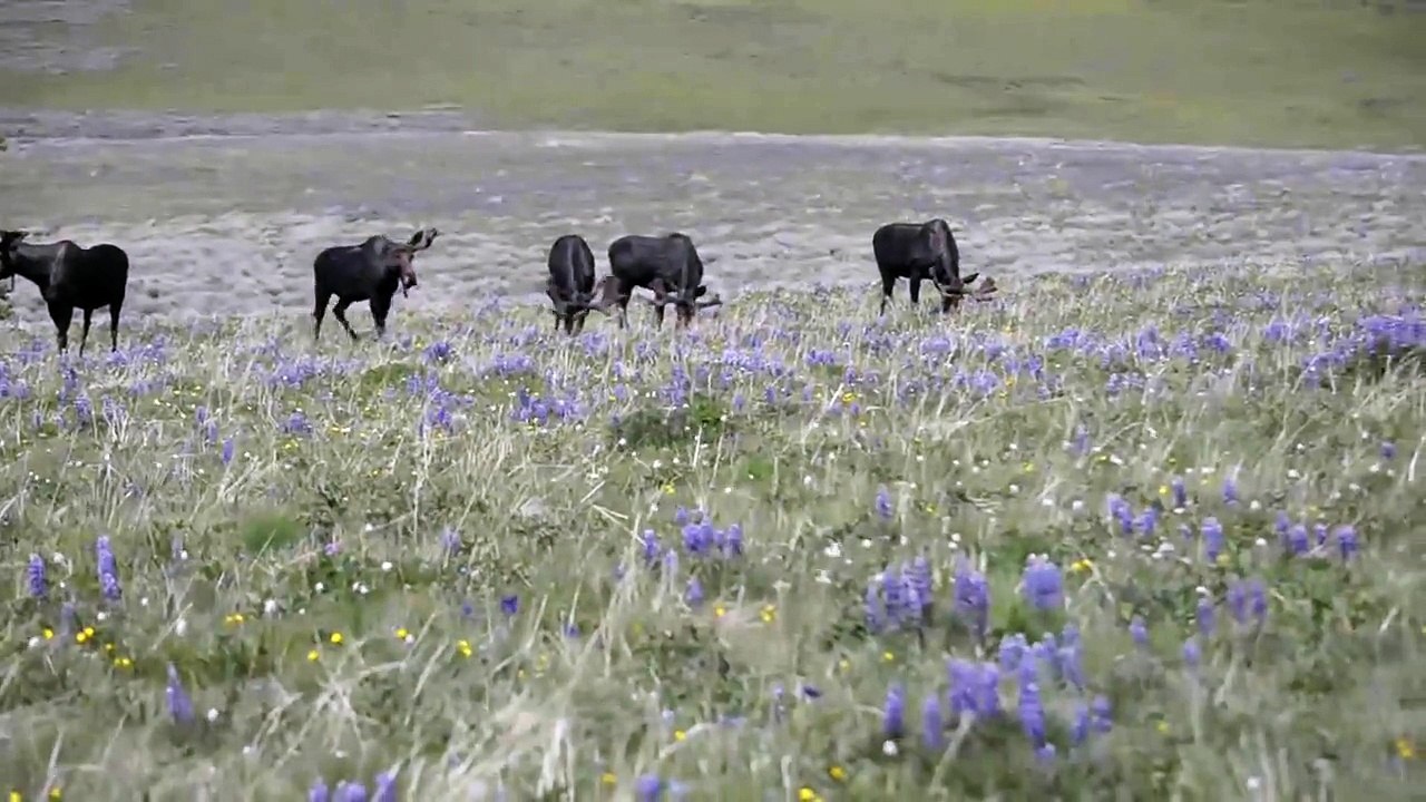 Big Horn Mountains Wyoming June 2012