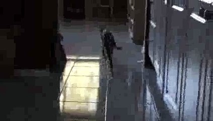 Cat Playing Fetch(ipad)