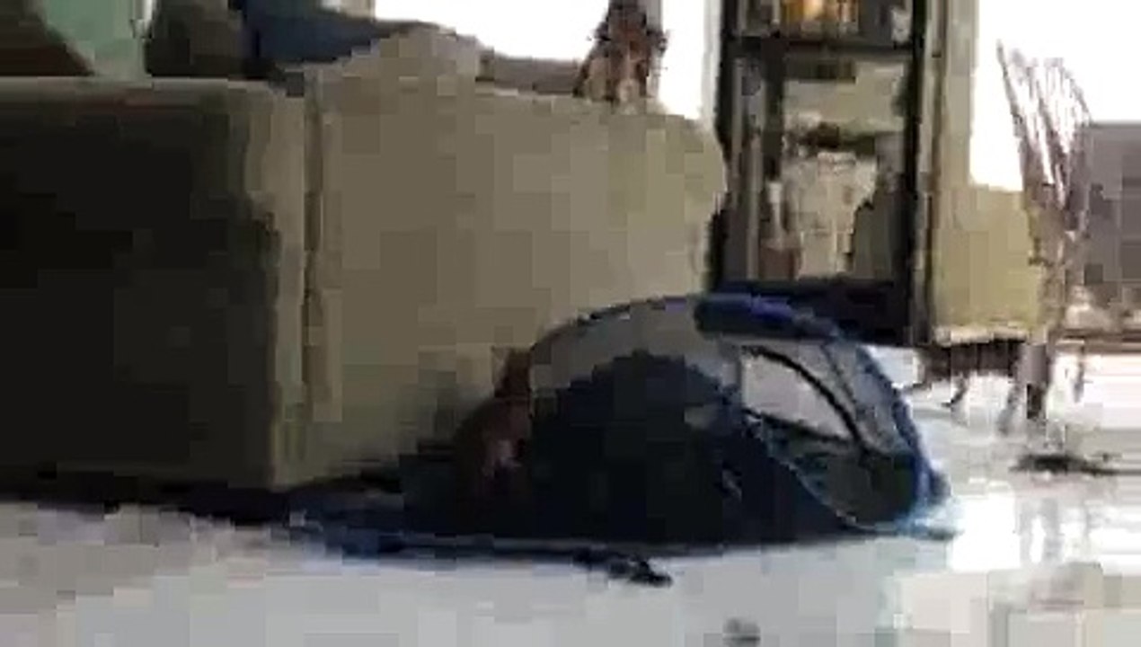 Crazy Kittens Jumping on Play Tent