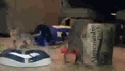 Crazy Kittens Playing with Paper Bag(ipad)