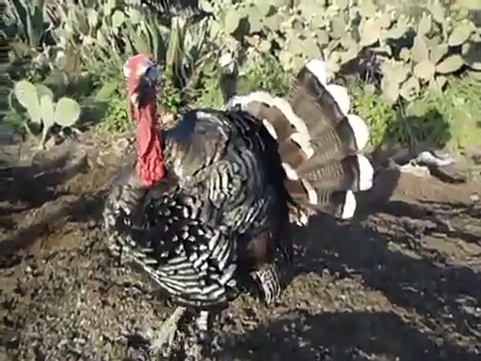 d1624studio   Cocono enojado (Pavo)