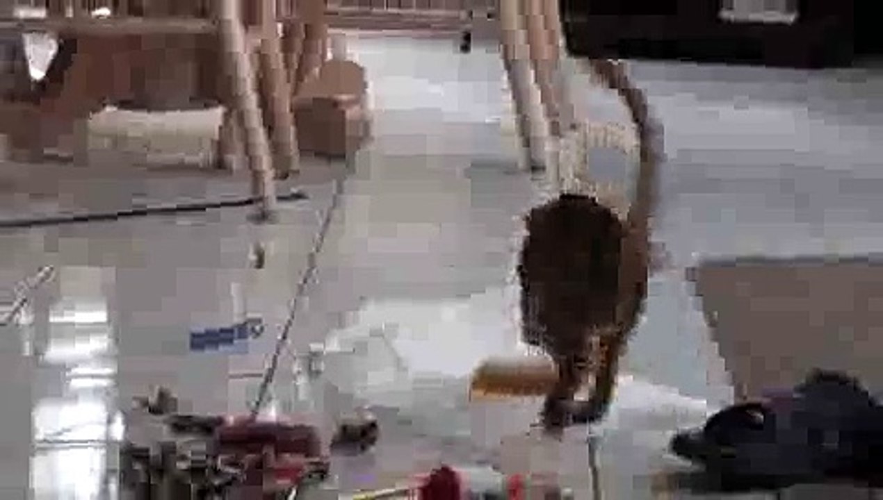 Kitten Playing with Toy