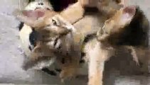 Kittens Hugging - Epic Cuteness!!(ipad)
