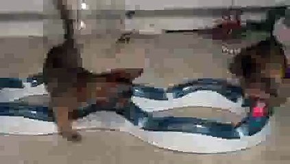 Kittens shooting Flashing Speed Track Balls!!(ipad)