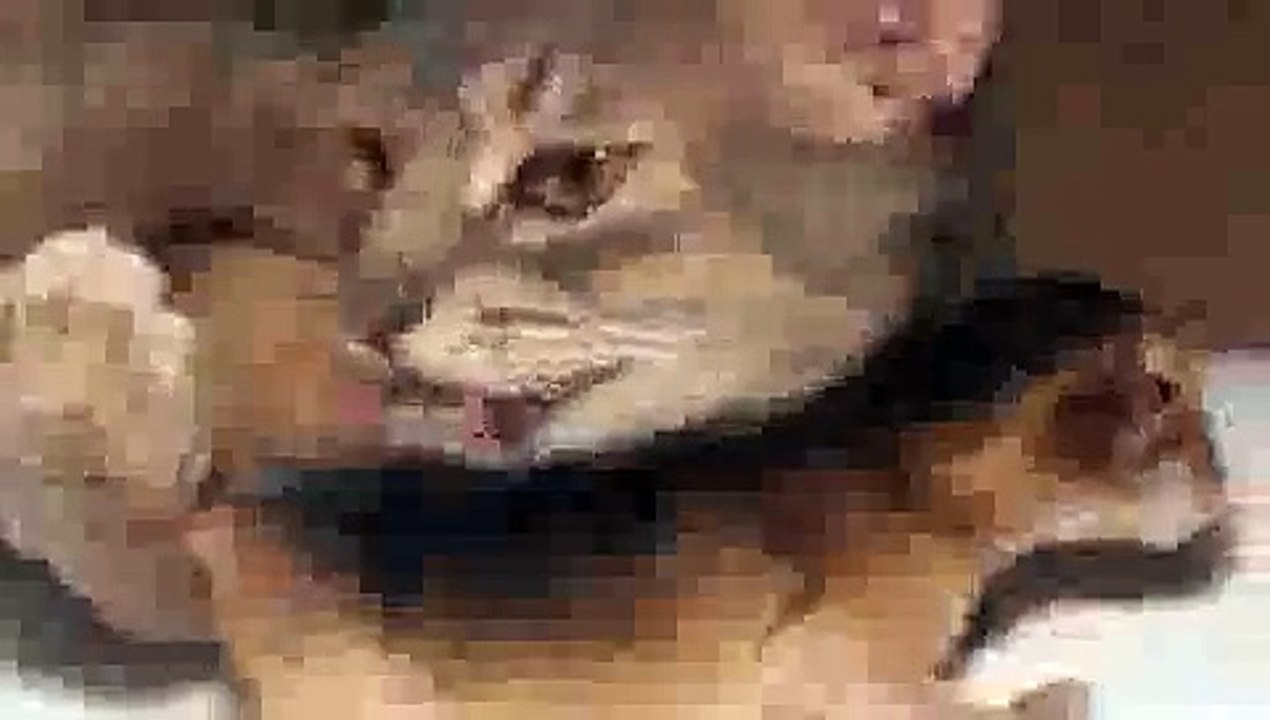 Newborn Kitten's First Bath - Precious Moments!(ipad)