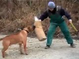 DOGO/PRESA CANARIO in Hungary