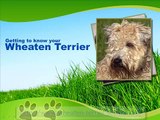 The Soft Coated Wheaten Terrier