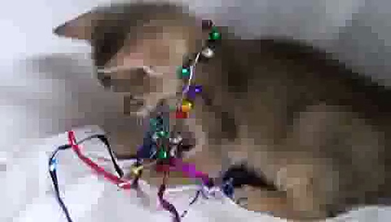 Playful Kitten with Jingle Bells(ipad)