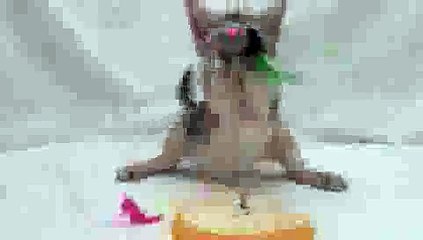 Kitten BOP and FLOP(ipad)