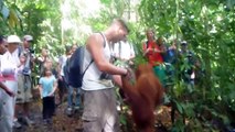 Orangutan Jackie comes down to meet everyone! Jungle trekking in Bukit Lawang, Indonesia