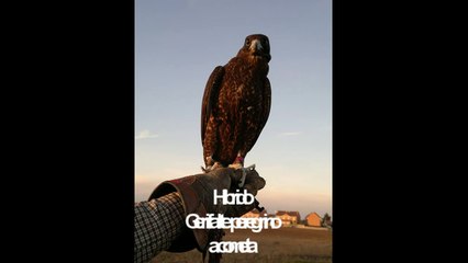 Cetreria Entrenamiento Halcones ALTANEROS