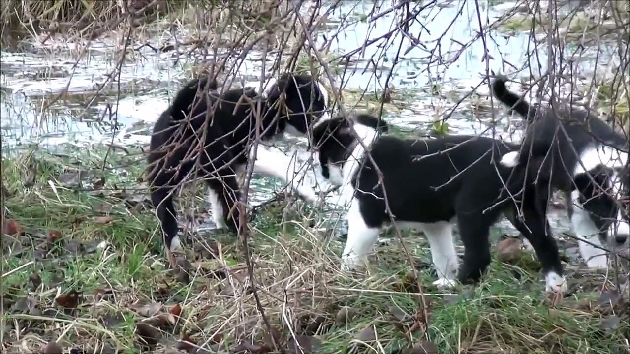 Do It x Esh puppies - Week 7