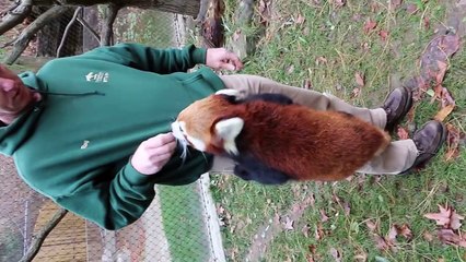 When Red Pandas Attack
