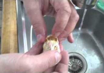 Hatching Chick Gets a Helping Hand