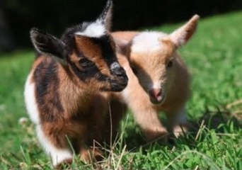 Newborn Goats Learn to Play