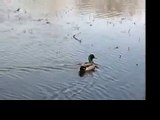 Duck Paddling