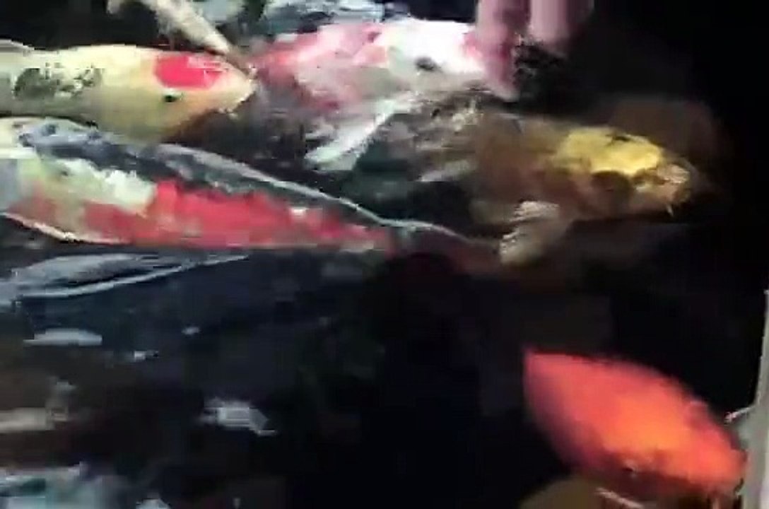 Friendly BIG Fish You Can Touch and Rub *Koi Fish*