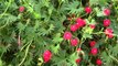 Massive Cardinal Flower, or Cypress Vine. Great flower for Hummingbirds.