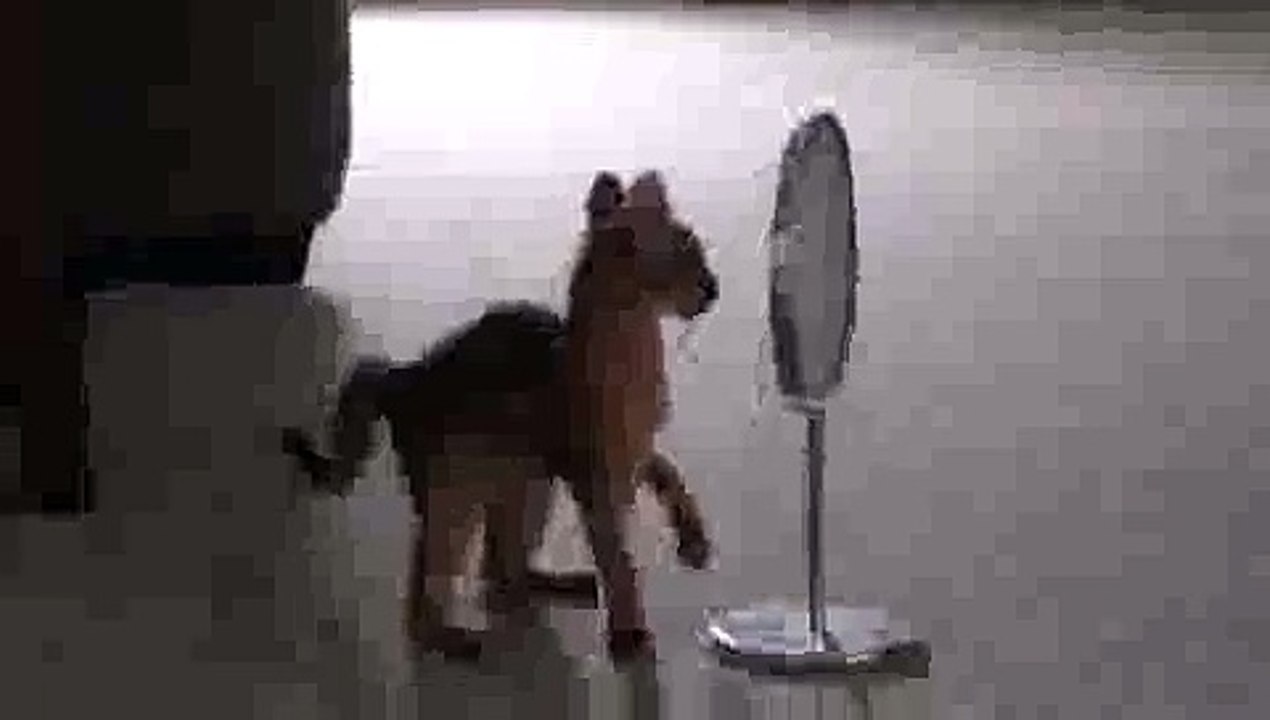 Kitten Finds Mirror(ipad)