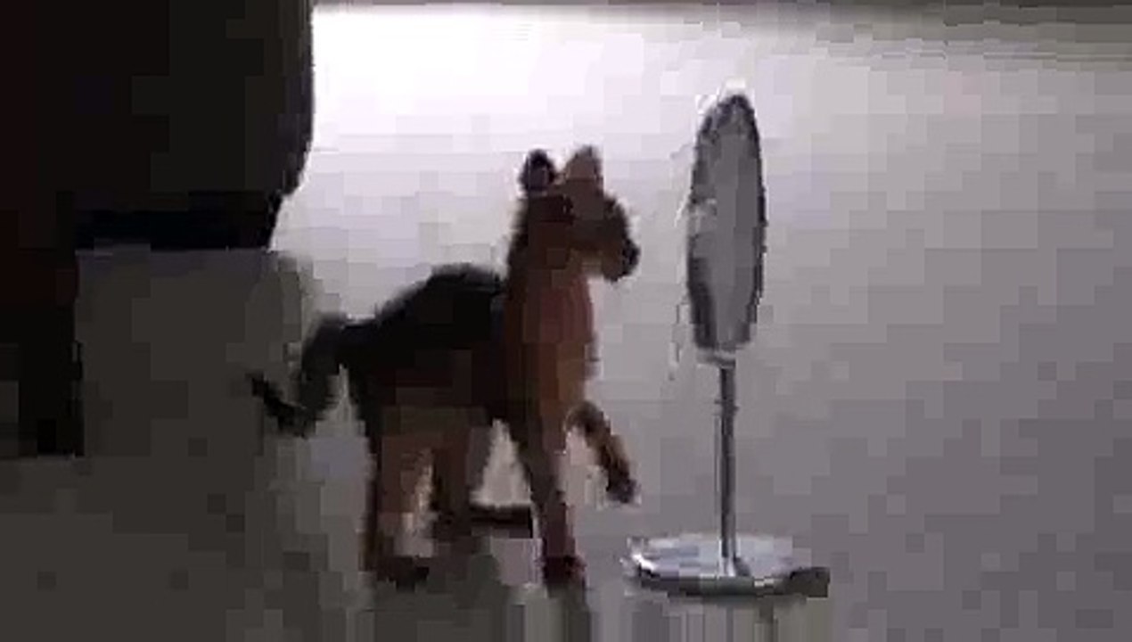 Kitten Finds Mirror