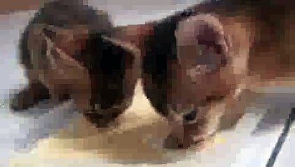 Kitten Formula Feast... Face Wash!(ipad)