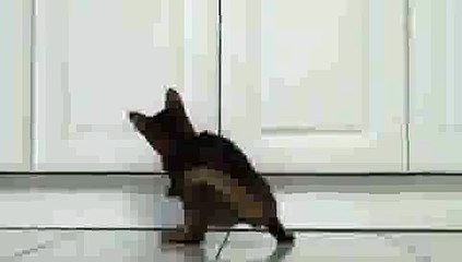 Kitten Playing with Laser Pointer(ipad)