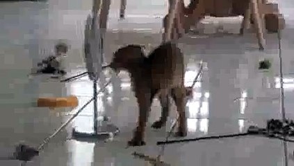 Kittens Mirror Dance