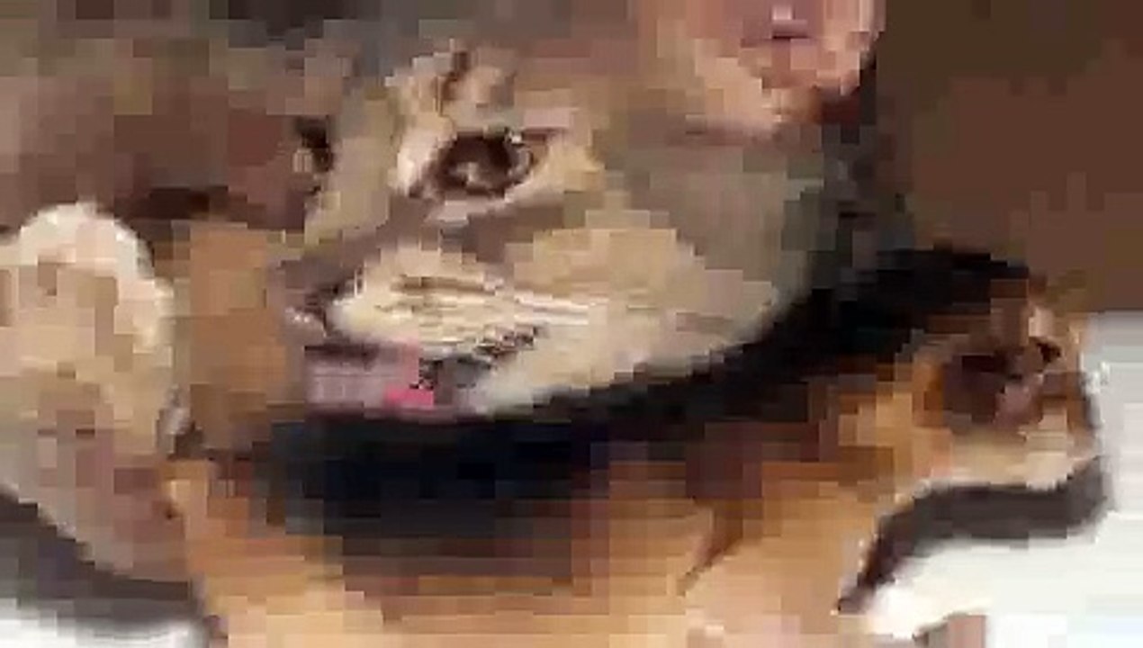 Newborn Kitten's First Bath - Precious Moments!