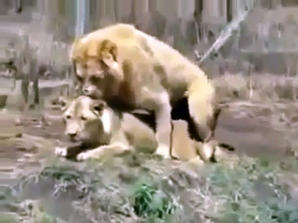 Animal Planet | Discovery Channel | Wild Life Documentary 2015 | National Geographic Wildl