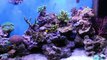 Marine Reef Tanks - HD Time lapse