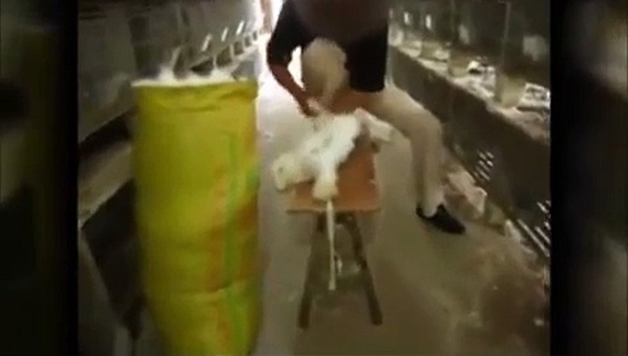 Video choc! diffuso da PeTa conigli scuoiati vivi per produrre angora di qualità superiore!