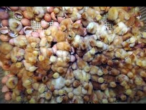 The reality of our food (Factory farms)