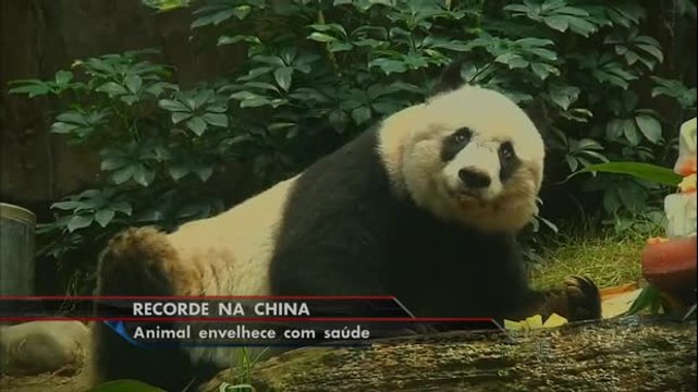 Panda completa 37 anos em Hong Kong e bate recorde