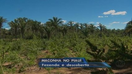 Polícia apreende seis toneladas de maconha em fazenda no Piauí
