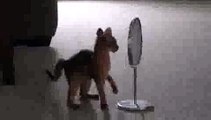 Kitten Finds Mirror