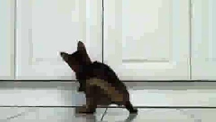 Kitten Playing with Laser Pointer(ipad)