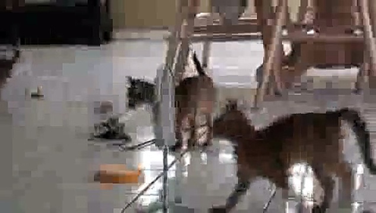 Kittens Mirror Dance(ipad)