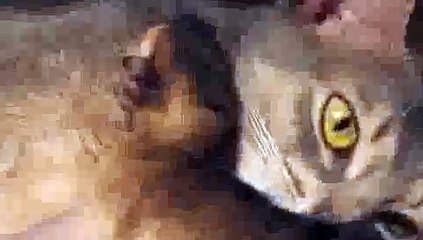 Newborn Aby Kitten Bonding with Mom Cat