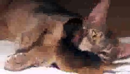 Newborn Kitten's First Bath - Precious Moments!(ipad)