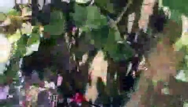 Stuffed Tiger _Comes to Life_ and Plays with Kittens - Hilarious!! Kittens think he's REAL!