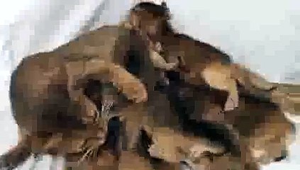 Kitten Dogpile(ipad)