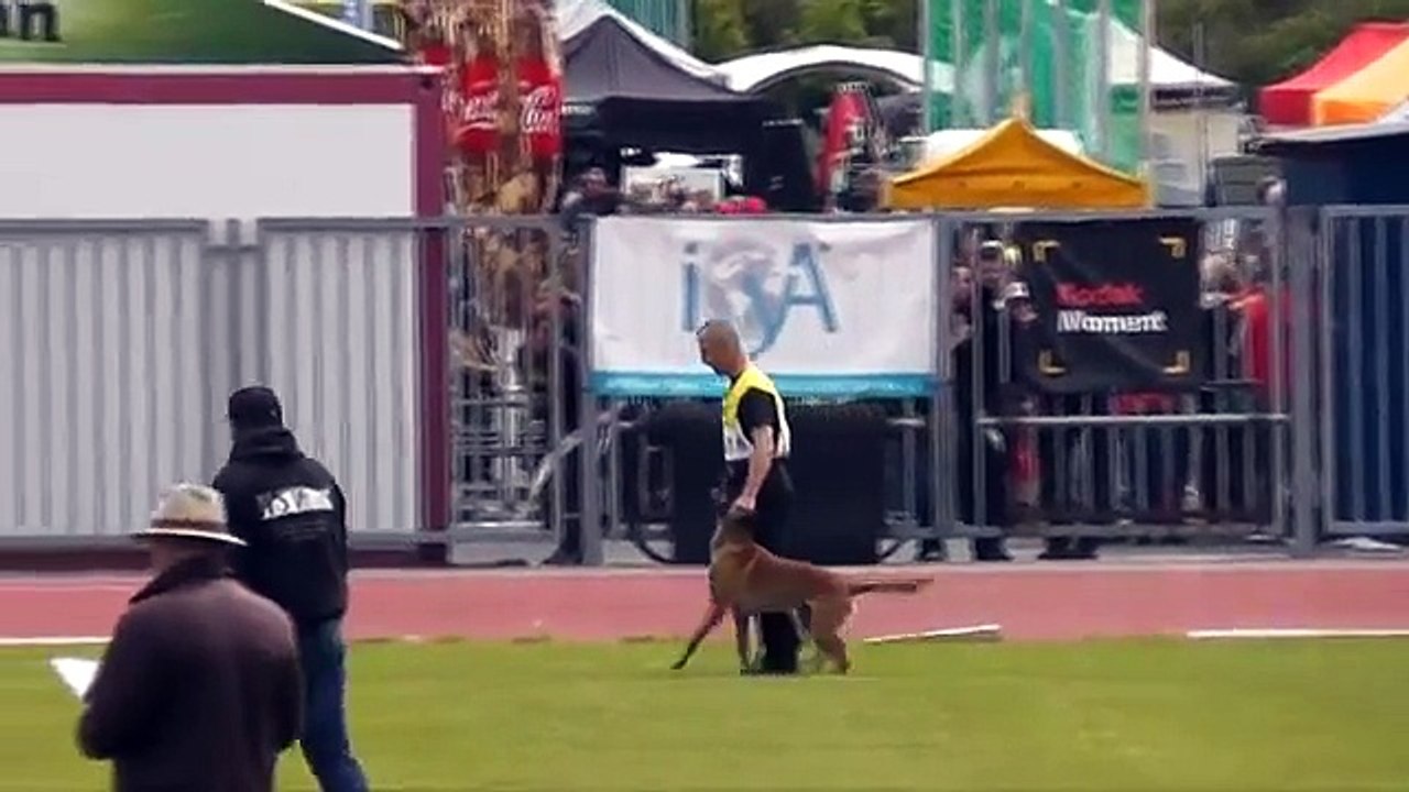 Lito vom Adlerauge FMBB World Championship 2015  finale obedience