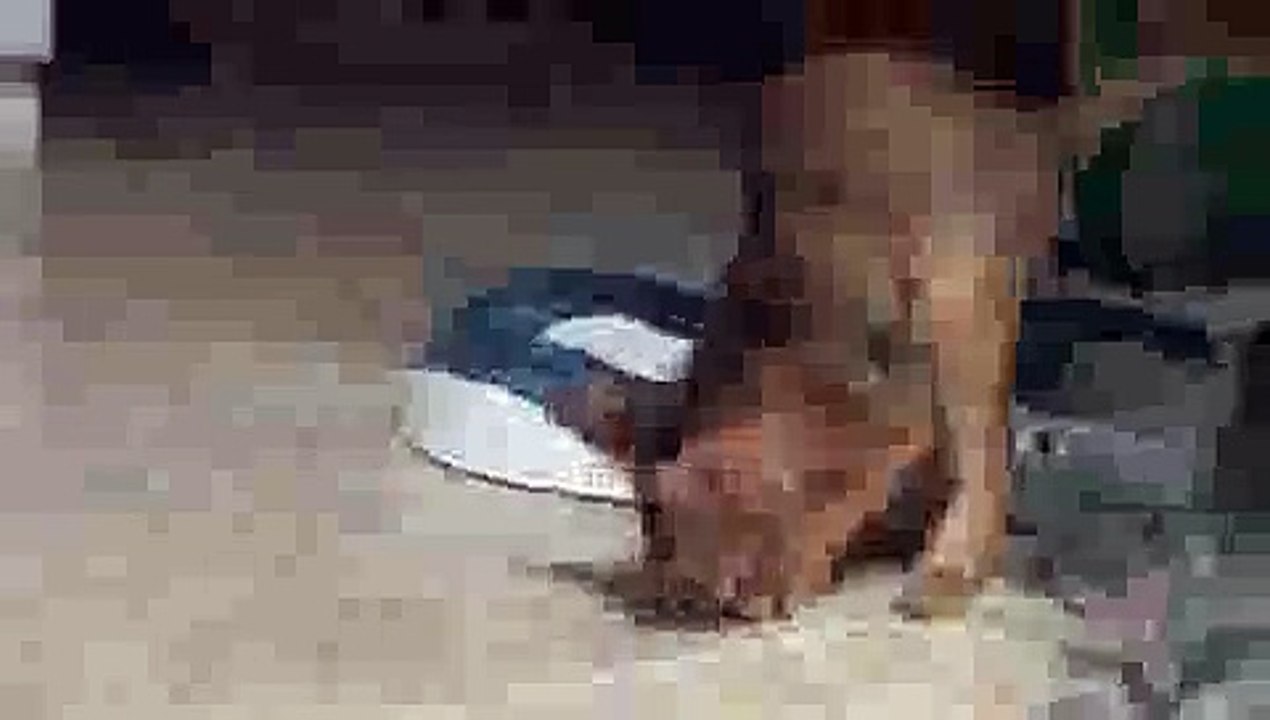 Aby Kitten Crazy about Cooked Pasta Noodle!(ipad)
