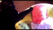 Top Ranked Baby and Pet Videos !! Adorable Babies and Cute Pets
