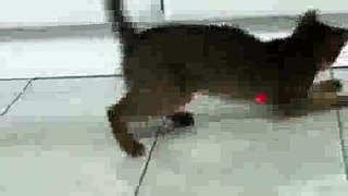 Cat plays with Laser Pointer