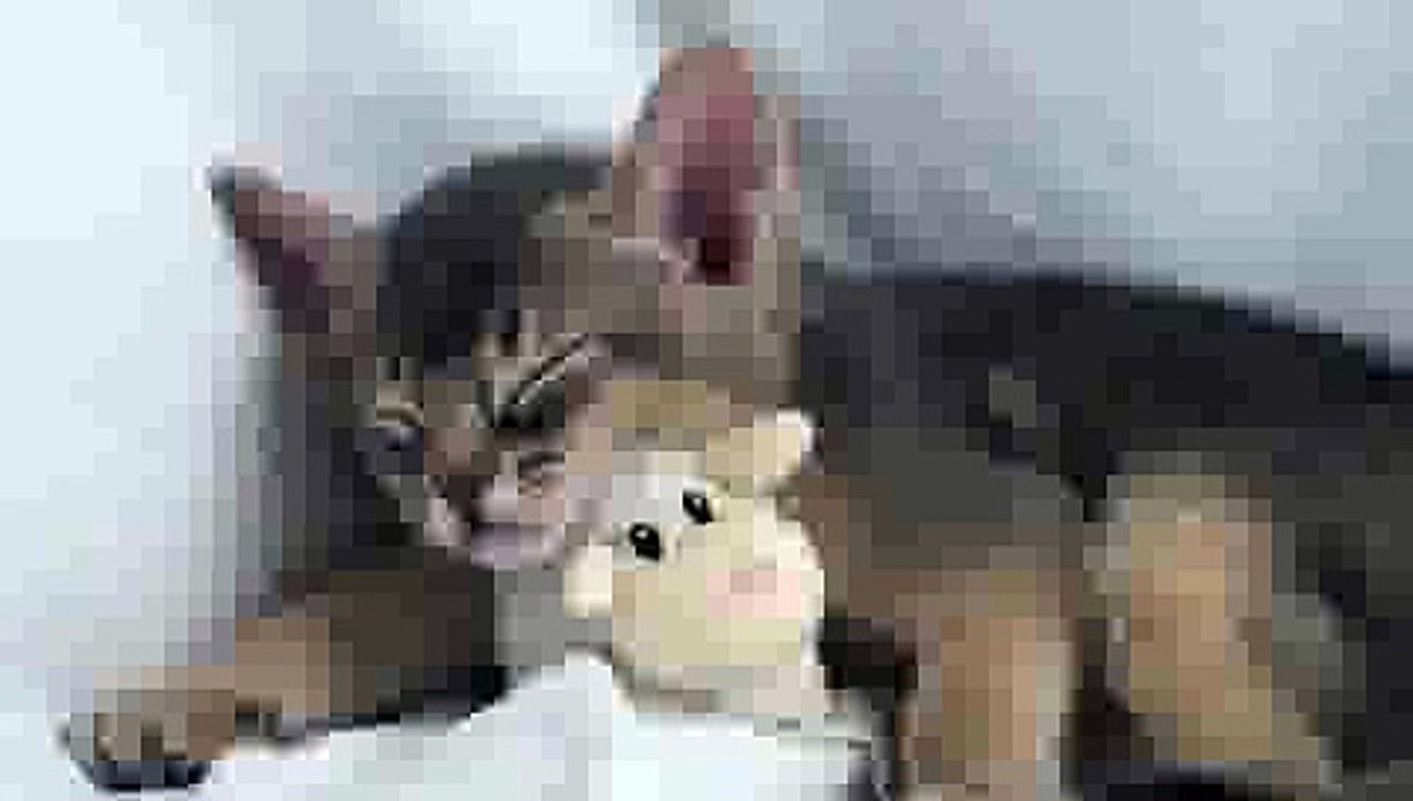 Cute Kitten sleeping with Teddy Bear(ipad)