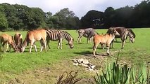 Eland Feeding at Porfell Wildlife Park