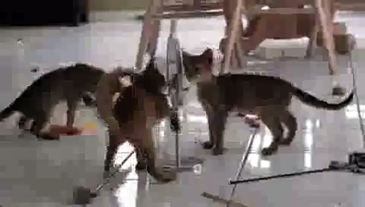 Kitten Mirror Stomp